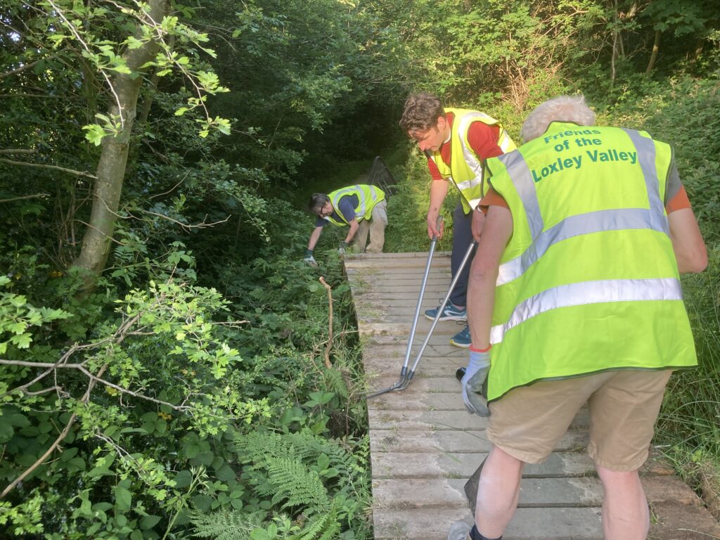Friends of the Loxley Valley volunteers clearing a stretch of duckboards on the path through the woods near Rowell Bridge